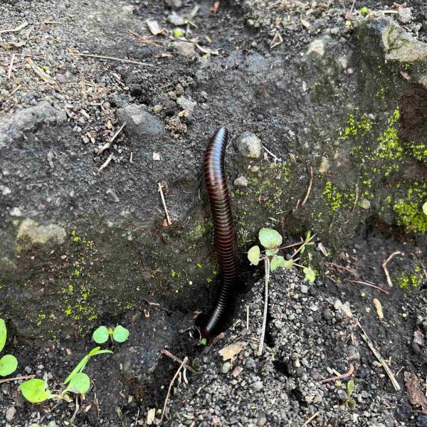 Earthworm in the soil in Tchegera Island, DRC. Checkpoint trouble and Tchegera Island all alone