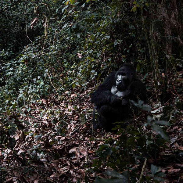 Gorilla in Kahuzi Biega National Park, Bukavu, DRC. Gorillas & sleeping with the general’s wife