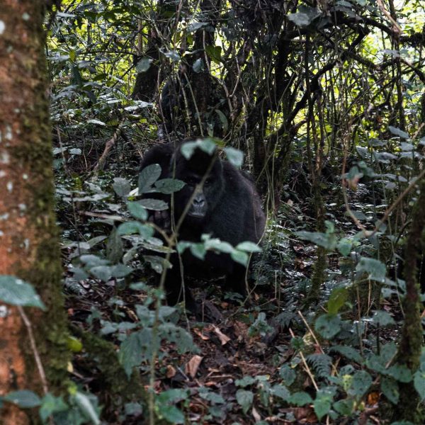 Gorilla in Kahuzi Biega National Park, Bukavu, DRC. Gorillas & sleeping with the general’s wife