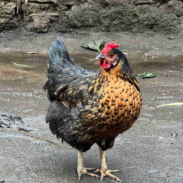 Chicken in Masisi, DRC. Deep into the DRC