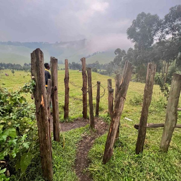 Fence made of wood in Masisi, DRC. Deep into the DRC