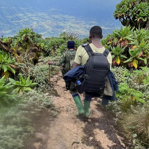 Rangers hiking Mt. Bisoke summit in Rwanda. Climbing Mt Bisoke