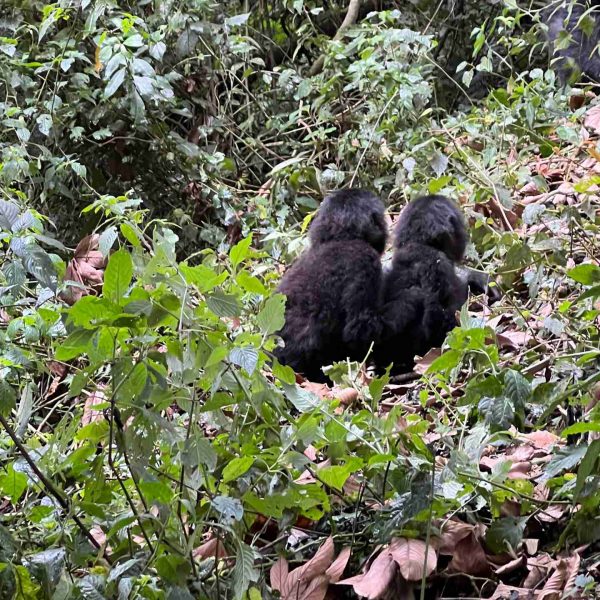 Gorillas in Kahuzi Biega National Park, Bukavu, DRC. Gorillas & sleeping with the general’s wife