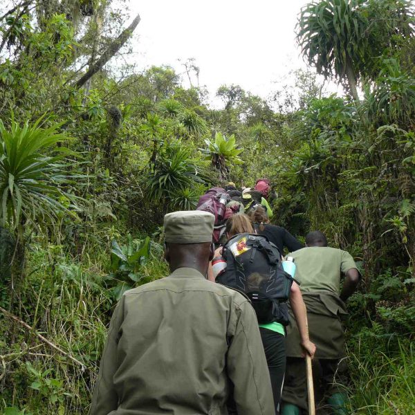 Rangers hiking Mt. Bisoke summit in Rwanda. Climbing Mt Bisoke