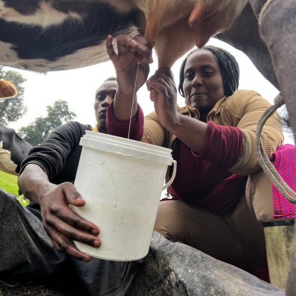 Locals milking a cow in Tchegera Island, DRC. Checkpoint trouble and Tchegera Island all alone