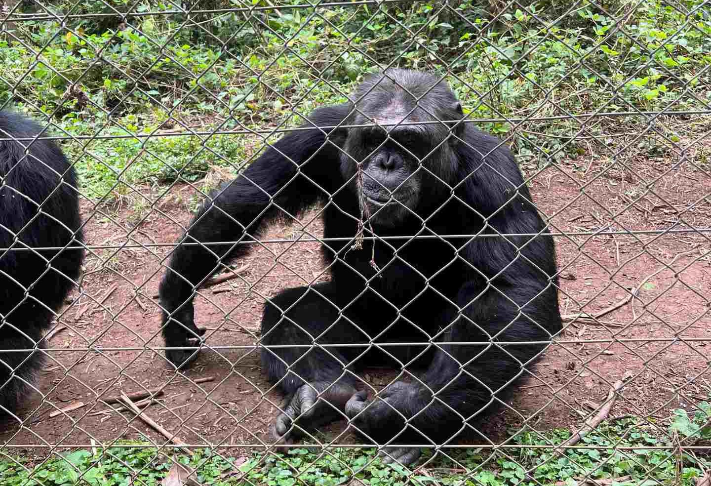 Chimp in Monkey Sanctuary, Bukavu, DRC. Gorillas & sleeping with the general’s wife