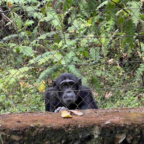 Chimp in Monkey Sanctuary, Bukavu, DRC. Gorillas & sleeping with the general’s wife