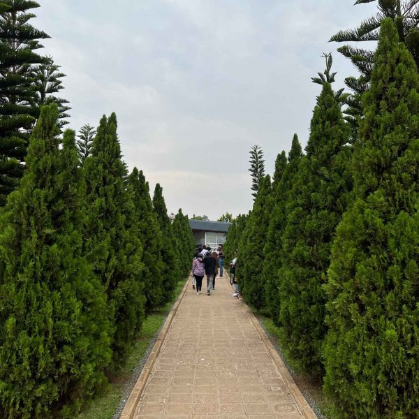 Path surrounded by trees at Rwandan Genocide Museum in Kigali, Rwanda. The Rwandan genocide & a toothache