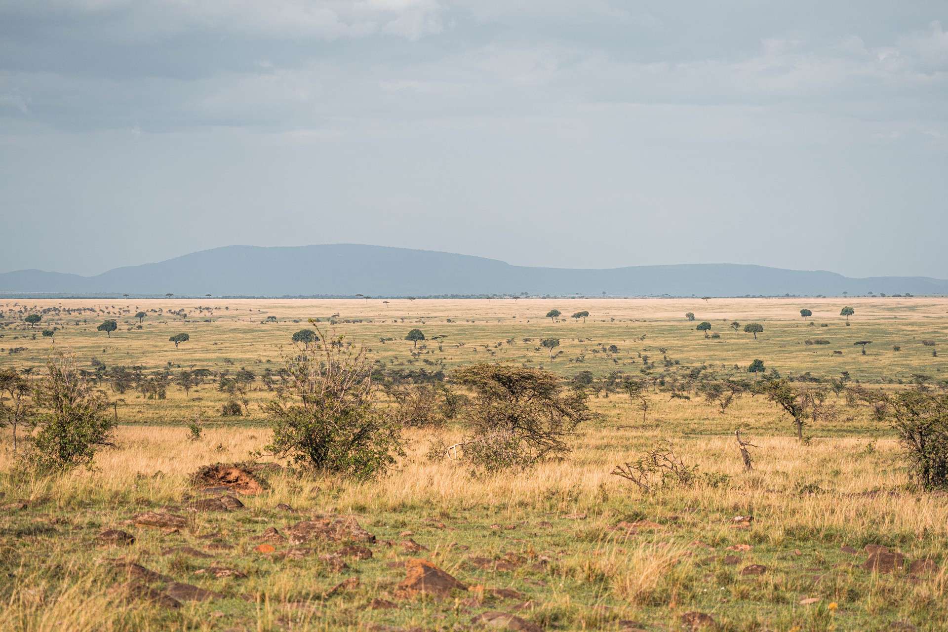 Plains at Karen Blixen Lodge, Kenya. The Masai Mara