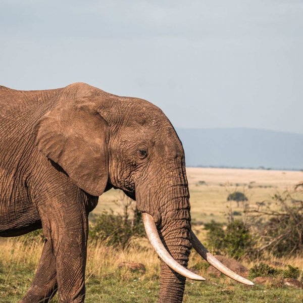 Elephant at Karen Blixen Lodge, Kenya. The Masai Mara
