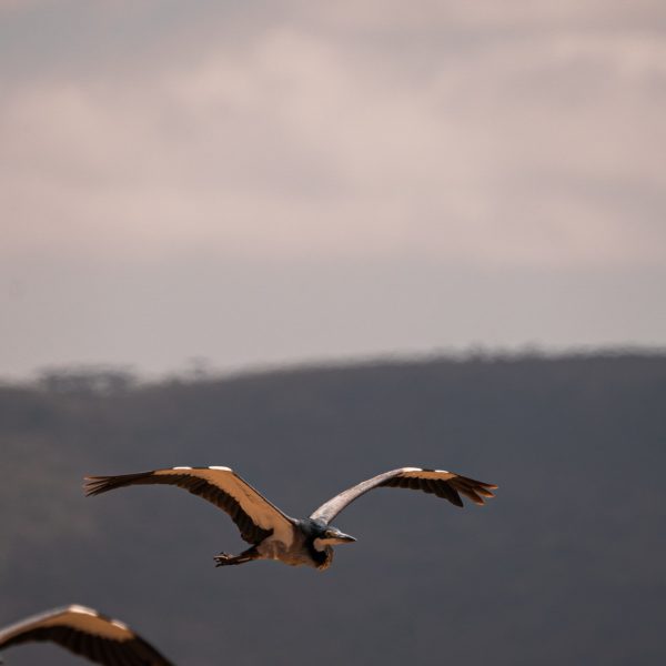 Wild birds at Ngorongoro Sanctuary, Tanzania. The Ngorongoro crater