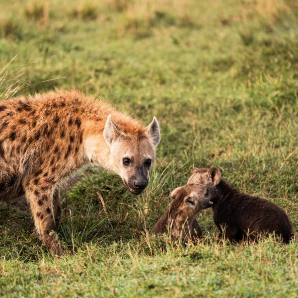 Hyena and cub in Masai Mara, Kenya. The Great Migration
