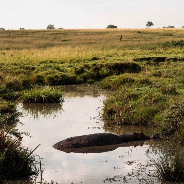 Hippo in the river in Masai Mara, Kenya. The Great Migration