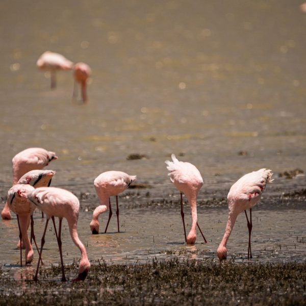 Flamingos at Ngorongoro Sanctuary, Tanzania. The Ngorongoro crater