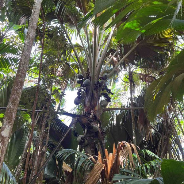 Palm trees at Vallée De Mai in Seychelles. Seychelles, Vallée De Mai and Anse Lazio