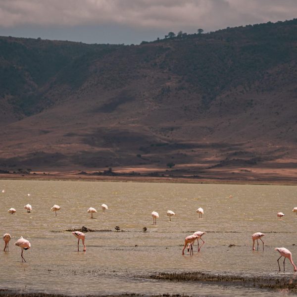 Flamingos in the river at Ngorongoro Sanctuary, Tanzania. The Ngorongoro crater