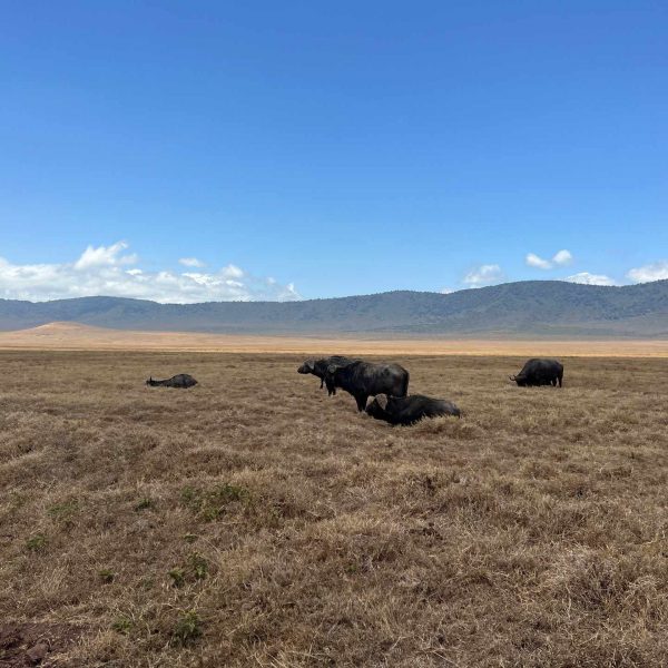 Cape buffalos at Ngorongoro Sanctuary, Tanzania. The Ngorongoro crater