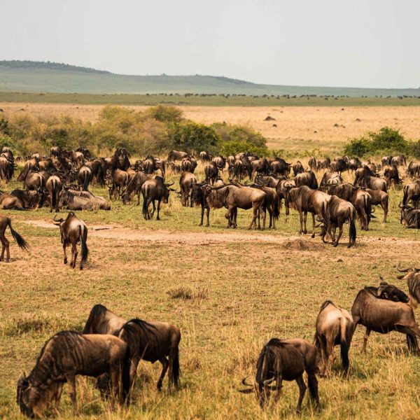 Wildebeest migration in Masai Mara, Kenya. The Great Migration