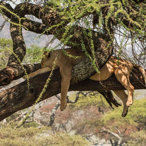 Lion resting at Ngorongoro Sanctuary in Tanzania. The Serengeti