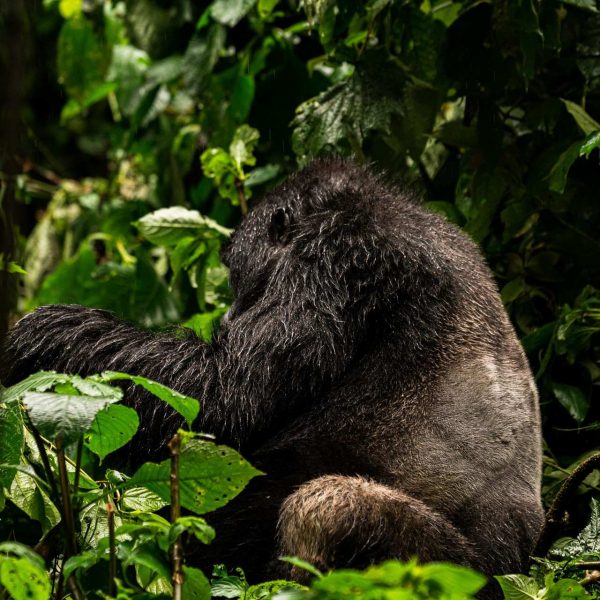 Gorilla at Bwindi Impenetrable Forest in Uganda. Sh*t scared at the Gorilla habituation experience