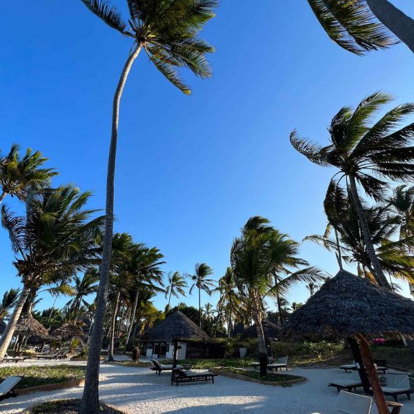 Cottages and coconut trees by the beach in Zanzibar, Tanzania. Seychelles, Vallée De Mai and Anse Lazio