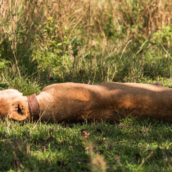 Lion resting at Ngorongoro Sanctuary in Tanzania. The Serengeti