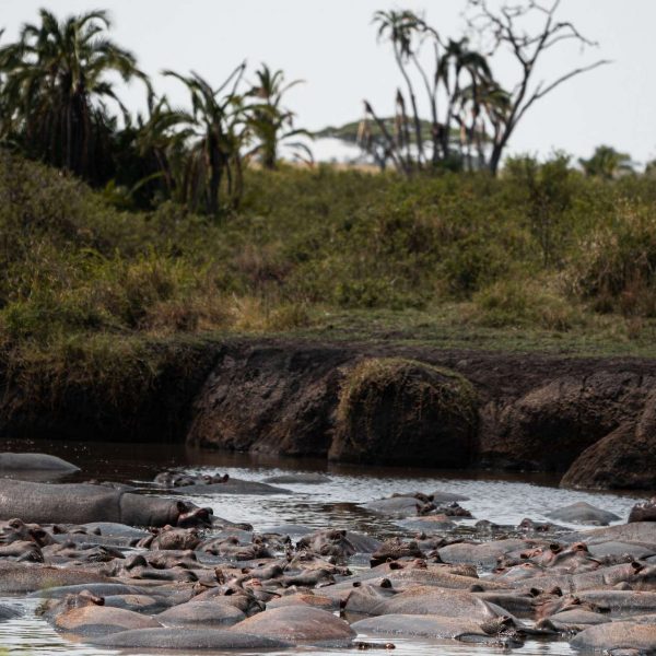 Hippos at river in Ngorongoro Sanctuary, Tanzania. The Serengeti