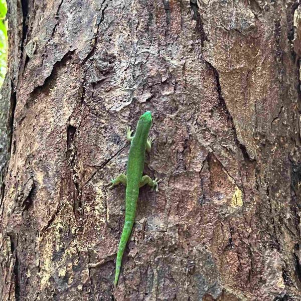 Green lizard on a tree at Vallée De Mai in Seychelles. Seychelles, Vallée De Mai and Anse Lazio