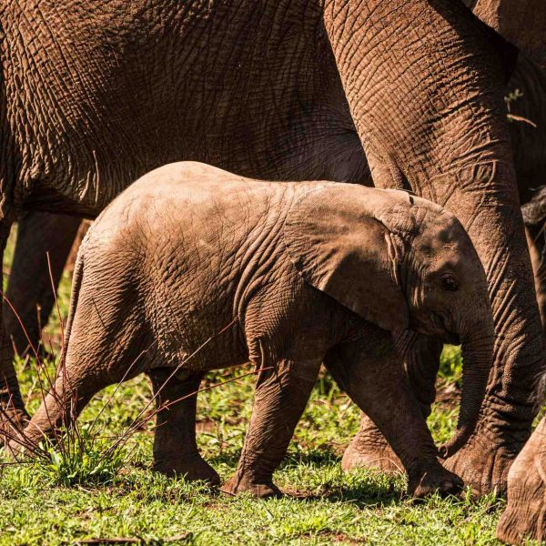 Elephant family at Ngorongoro Sanctuary in Tanzania. The Serengeti