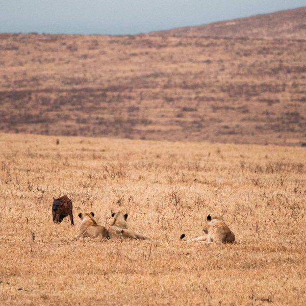 Lions and hyena at Ngorongoro Sanctuary, Tanzania. The Ngorongoro crater