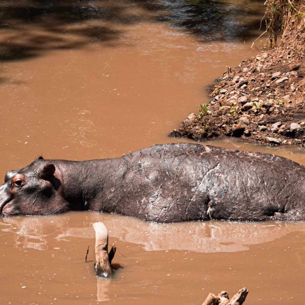 Hippo in the river in Masai Mara, Kenya. The Great Migration
