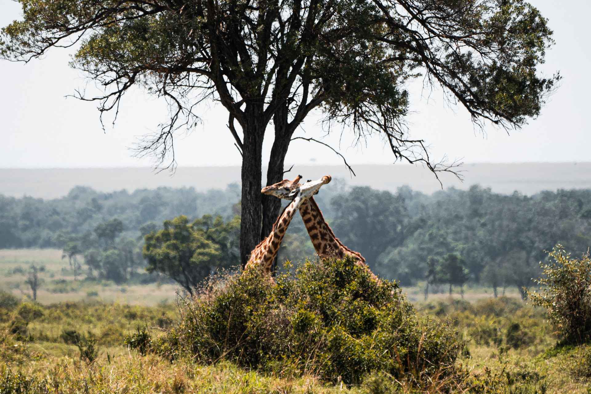 Giraffes fighting in Masai Mara, Kenya. The Great Migration