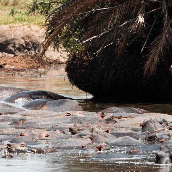 Hippos at river in Ngorongoro Sanctuary, Tanzania. The Serengeti
