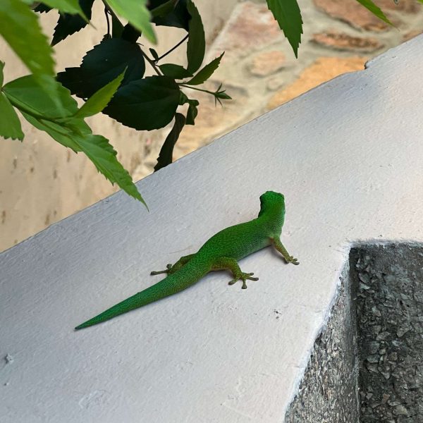 Green lizard at Hotel L’archipel in Seychelles. Seychelles, Vallée De Mai and Anse Lazio