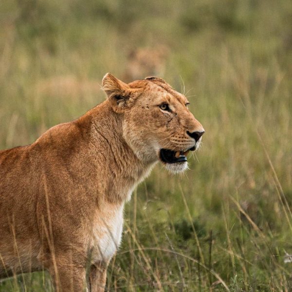 Lion at Karen Blixen Lodge, Kenya. The Masai Mara