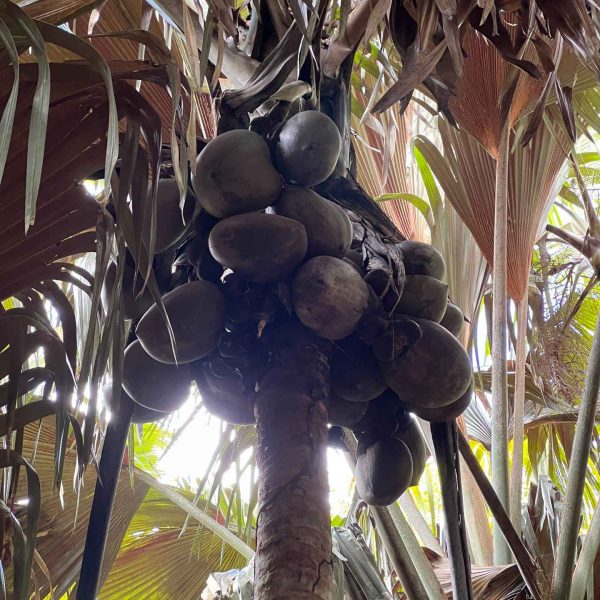 Palm fruits at Vallée De Mai in Seychelles. Seychelles, Vallée De Mai and Anse Lazio