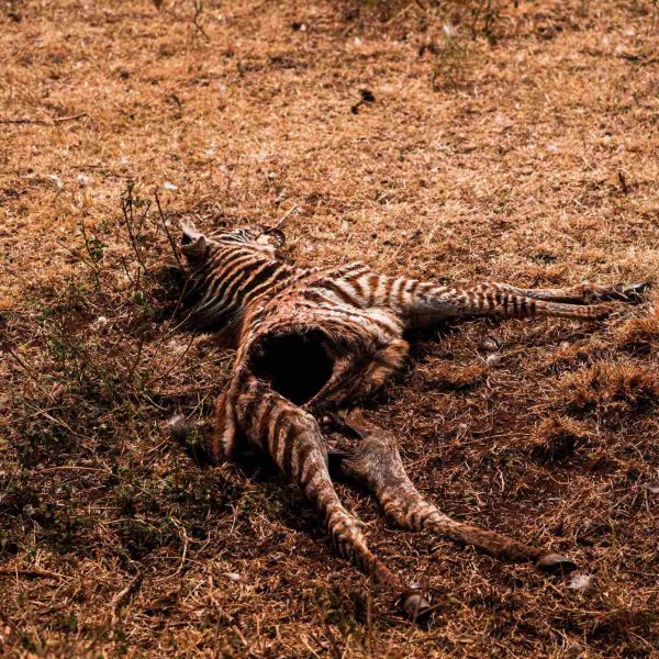 Zebra carcass at Ngorongoro Sanctuary, Tanzania. The Ngorongoro crater