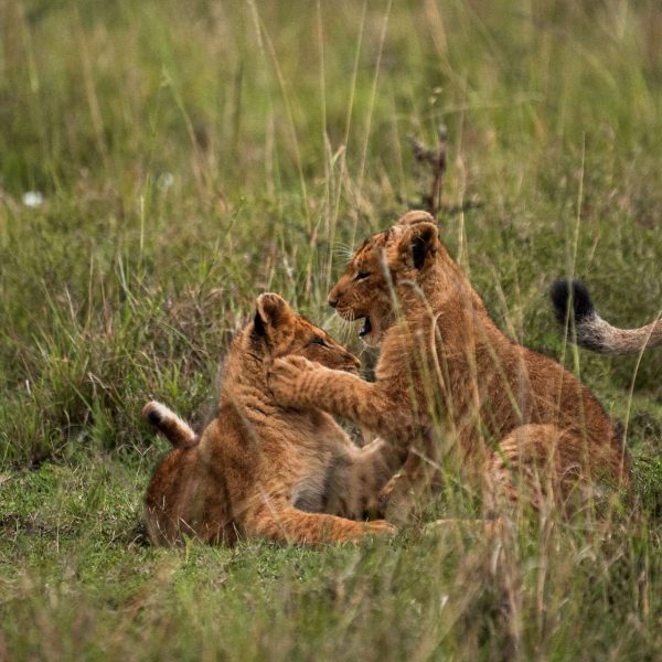 Lion cubs at Karen Blixen Lodge, Kenya. The Masai Mara