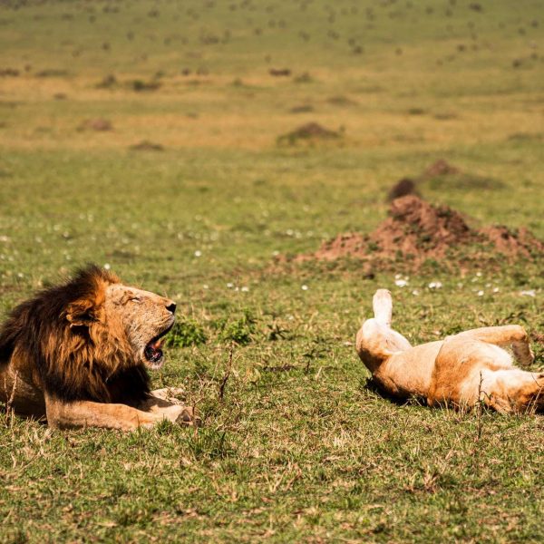 Lions in Masai Mara, Kenya. The Great Migration