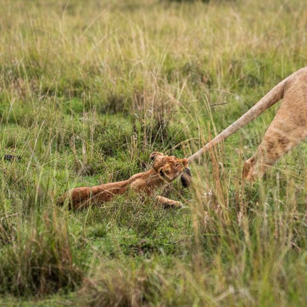 Lion and cub at Karen Blixen Lodge, Kenya. The Masai Mara