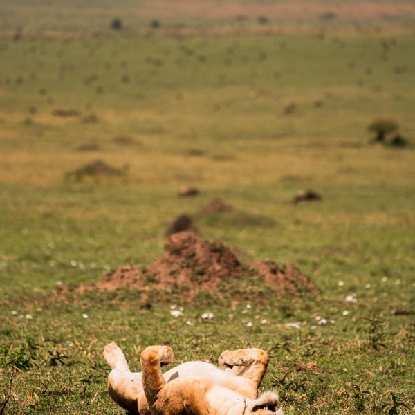 Lion in Masai Mara, Kenya. The Great Migration