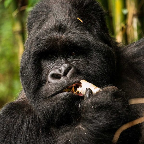 Gorilla eating at Mgahinga National Park in Uganda. Uganda Gorilla trek