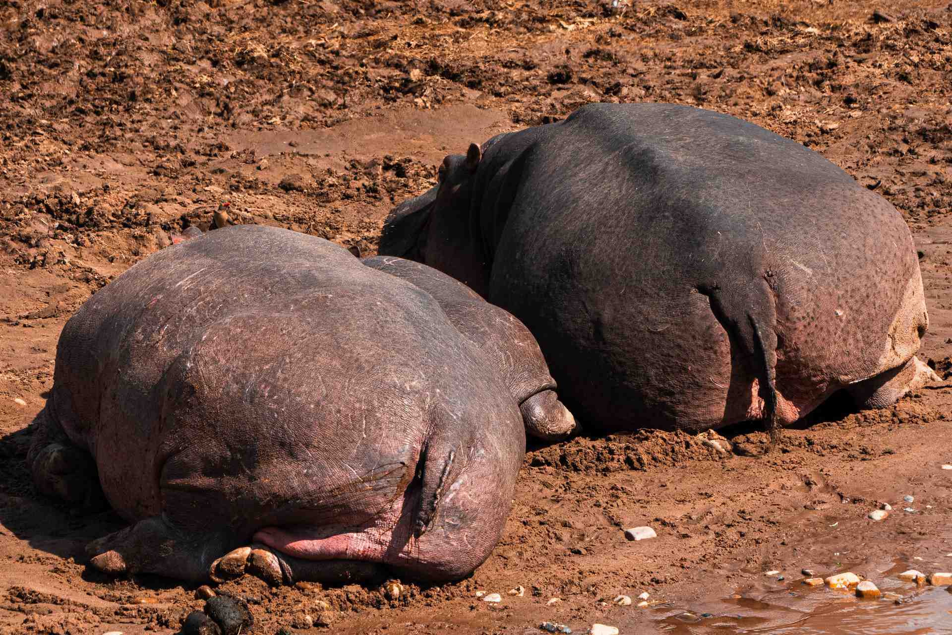 Hippos sunning in Masai Mara, Kenya. The Great Migration