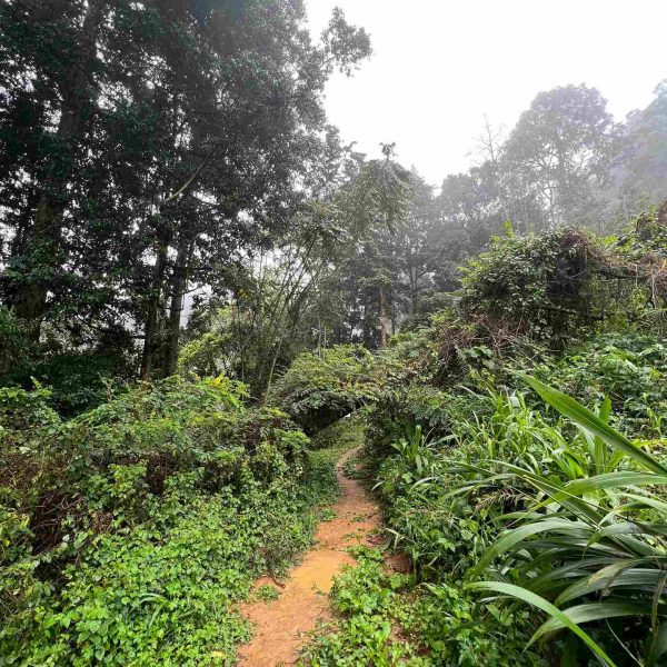 Inside Bwindi Impenetrable Forest in Uganda. Sh*t scared at the Gorilla habituation experience