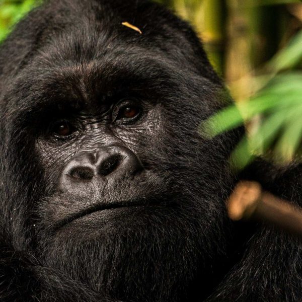 Gorilla at Mgahinga National Park in Uganda. Uganda Gorilla trek