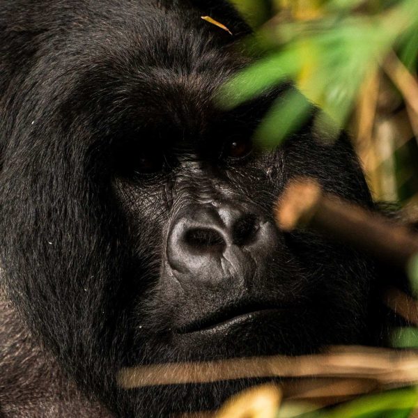 Gorilla at Mgahinga National Park in Uganda. Uganda Gorilla trek