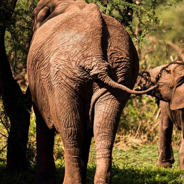Baby elephant and mother at Ngorongoro Sanctuary in Tanzania. The Serengeti