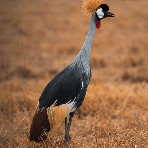 Wild bird at Ngorongoro Sanctuary, Tanzania. The Ngorongoro crater