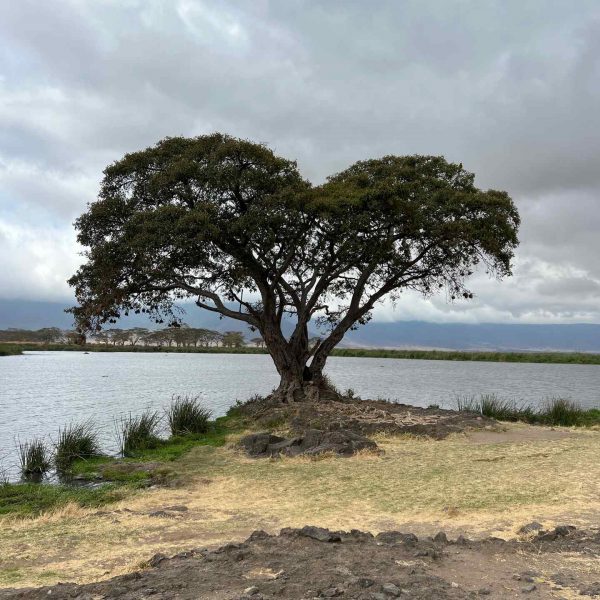 Tree by the river at Ngorongoro Sanctuary, Tanzania. The Ngorongoro crater