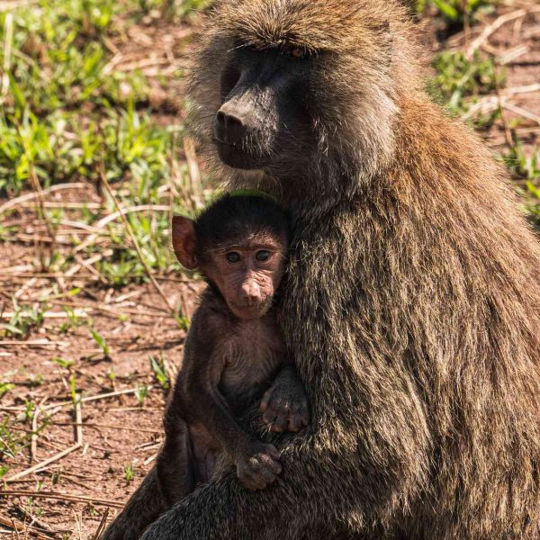 Baby baboon and mother at Ngorongoro Sanctuary in Tanzania. The Serengeti